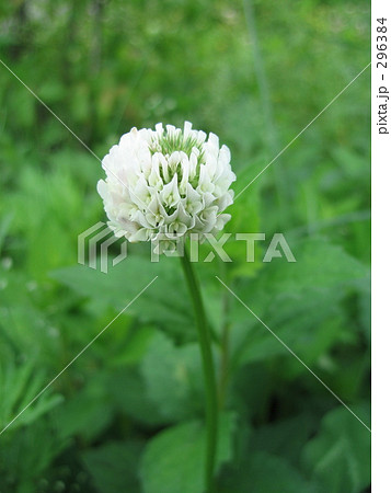 草原に咲く花 ５月の花 山に咲く花の写真素材