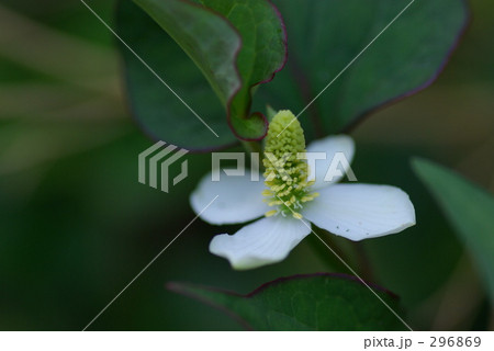 ドクダミの花 296869
