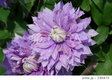 八重咲きのクレマチス 296870