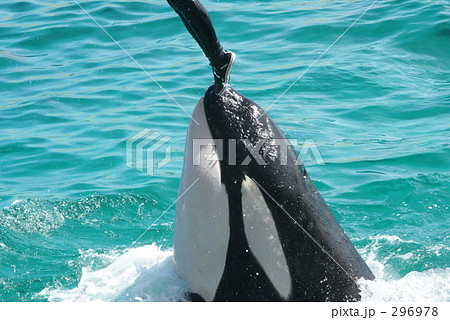 シャチ シャチ 296978