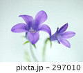 297010