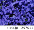 297011