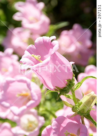 ツリガネソウ ツリガネソウ 297151