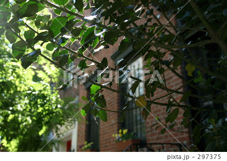 NY　ダウンタウンの新緑 297375