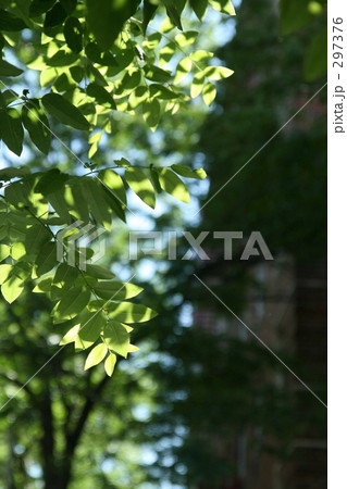 NYマンハッタンの新緑 297376