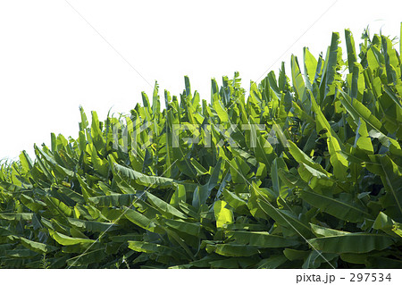 芭蕉の葉 芭蕉の葉 297534