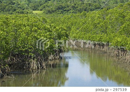 マングローブ 297539