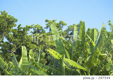 芭蕉の葉 芭蕉の葉 297544