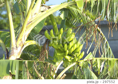 バナナ バナナ 297552