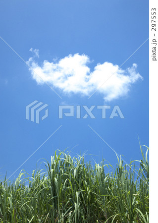 さとうきび畑と雲 さとうきび畑と雲 297553