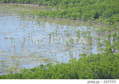マングローブ 297555