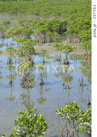 マングローブ 297563