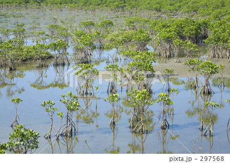マングローブ 297568