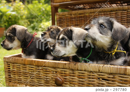 ボクに何の用事～？ 297780