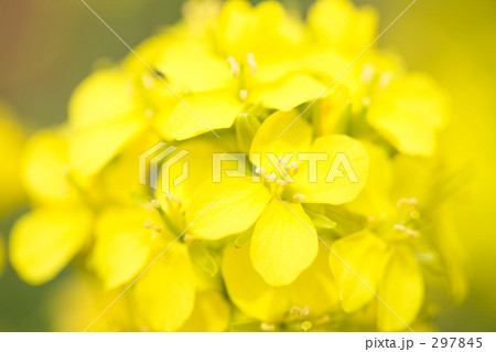 菜の花 297845