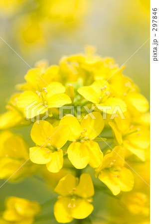 菜の花 菜の花 297846
