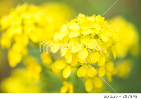 菜の花 297848