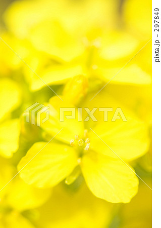 菜の花 菜の花 297849