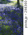 ムスカリ畑 298360