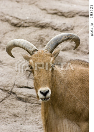 バーバリーシープ 298525