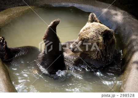 エゾヒグマ エゾヒグマ 298528