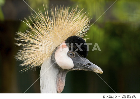 カンムリワシ 298536