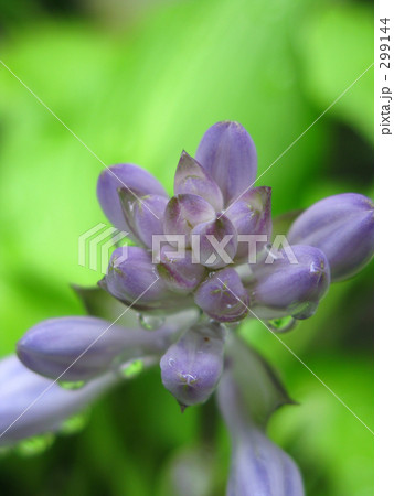 露をはらんだギボシの花 299144