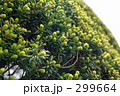 つぼみ 299664