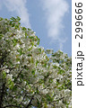 山桜 299666