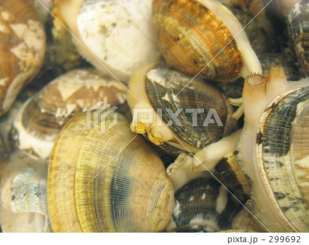 あさりの砂出し あさりの砂出し 299692