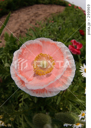 ポピー(ピンク) ポピー(ピンク) 299969