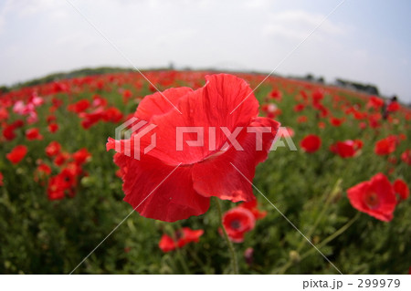 みんなが主役 みんなが主役 299979