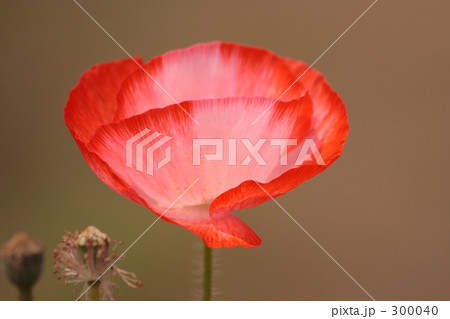 ポピー 300040