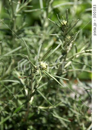 カレープラント 300383