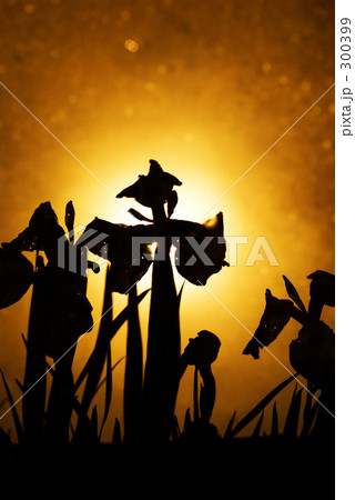 Reflecting iris 300399