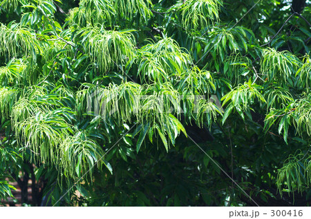初夏、栗の花咲く 初夏、栗の花咲く 300416