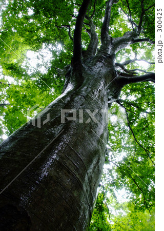 天からの恵み 天からの恵み 300425