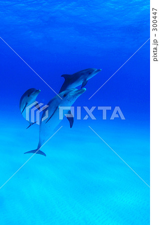三頭のタイセイヨウマダライルカ 300447