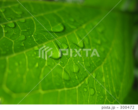 紫陽花水滴裏模様 300472