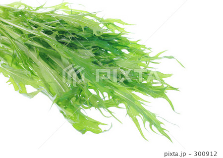 サラダ水菜 サラダ水菜 300912