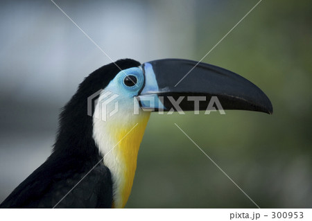 ヒムネオオハシ 300953