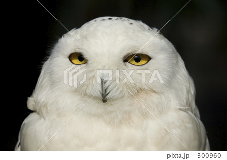 シロフクロウ 300960