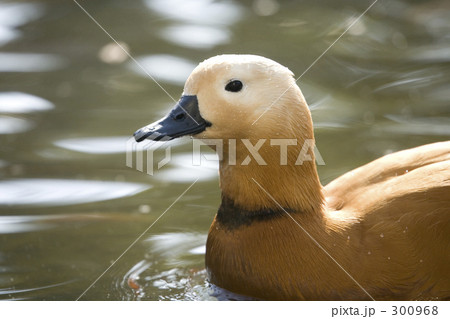 アカツクシガモ 300968