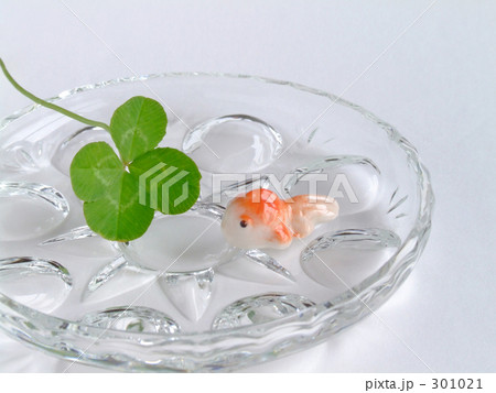 きんぎょとクローバー きんぎょとクローバー 301021