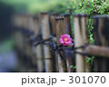 生垣の花 301070