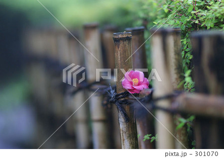 生垣の花 生垣の花 301070