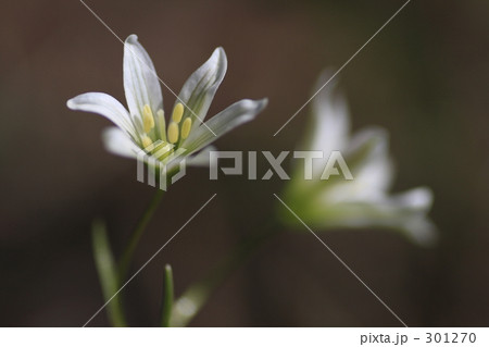 ホソバノアマナ 301270