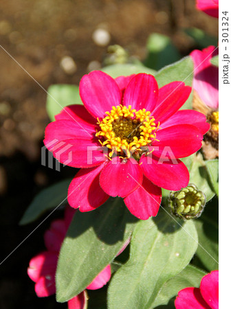 ヒャクニチソウ 301324