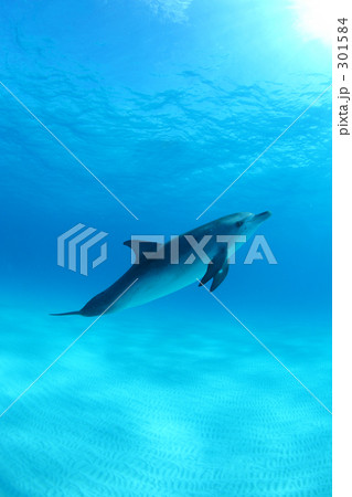 バハマのタイセイヨウマダライルカ 301584