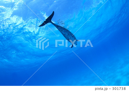 空とタイセイヨウマダライルカ 301738